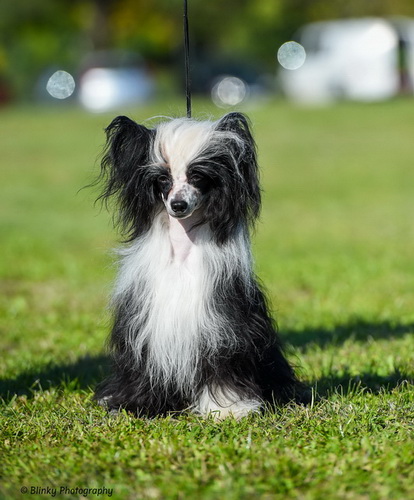 Magic of Success DIAMOND "Dyoma"