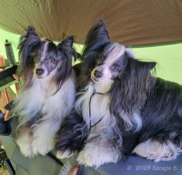 Oct. 12, 2025 - with Rapunzel (left) Backa Topola/SRB