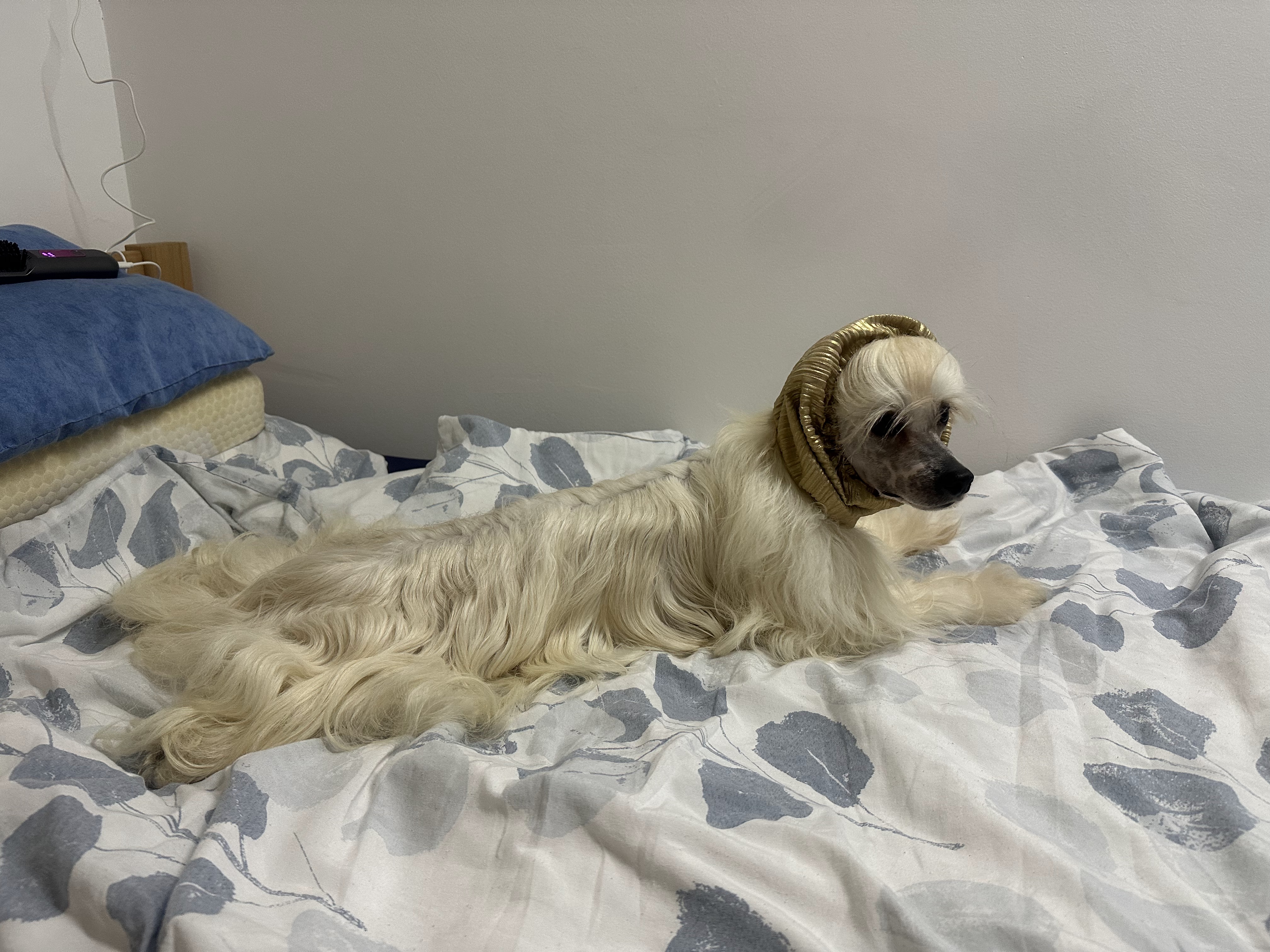 Okt. 10, 2025 - prior the shows in Serbia