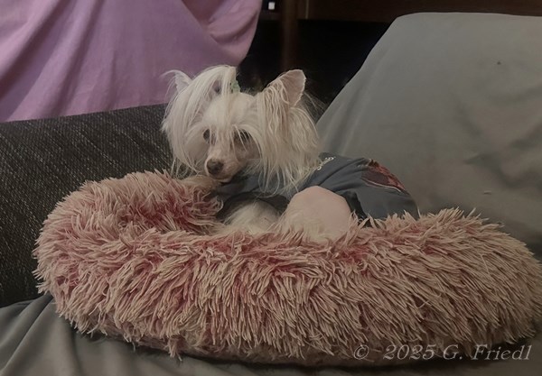 June 2, 2025 - after a bath at the age of 14,5 years