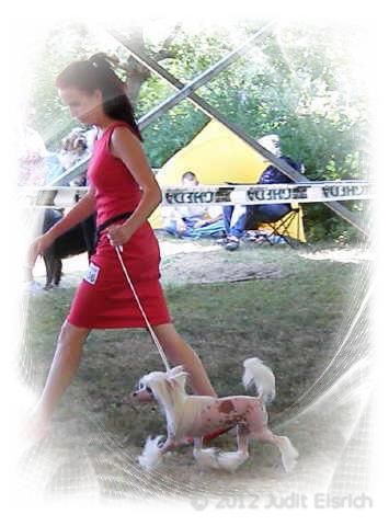 CACIB Szombathelyi/HU July 14, 2012 - Class Winner