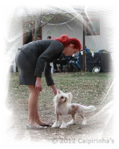 CACIB Pleven/BG 27.+28. Okt. 2012 - BOB und BOG 3