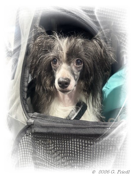 Feb. 5, 2026 - CAC at the international show in Budapest/HU