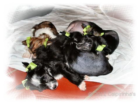 12_Huendinnen_+_hl_Ruede_2_-_females_+_hl_male_2