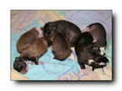 Ula's puppies week 2