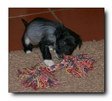 Jaris' puppies week 6