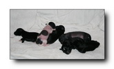 Jaris' puppies week 1