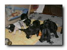 Photo Galler M litter week 5