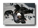 Photo Gallery O litter week 2