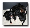 Photo Gallery O litter week 4