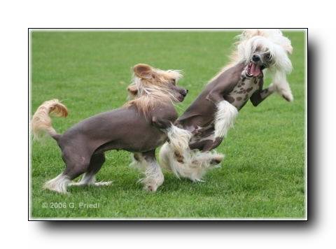 Chinese Crested Spassbilder