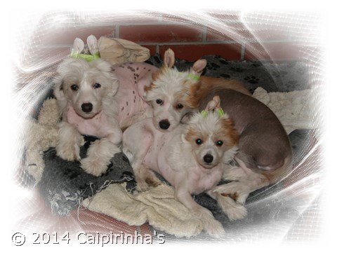 Caipirinha's P litter