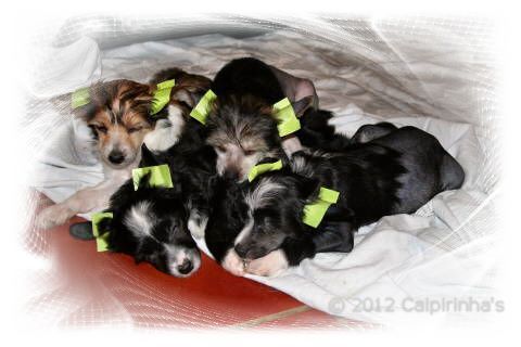 Caipirinha's O litter