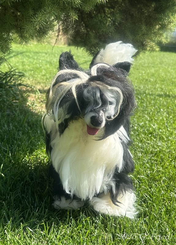 Replica Rapunzel Replica Rapunzel