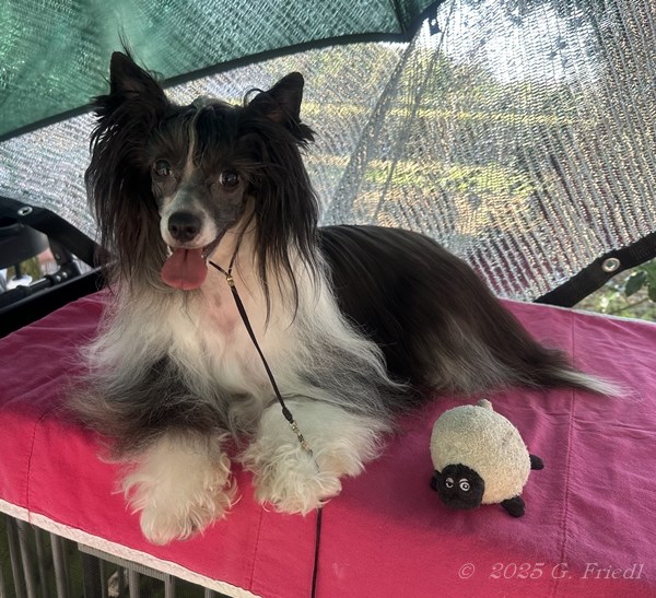 Rapunuel CAC show Mosonmagyarovar Rapunuel CAC show Mosonmagyarovar