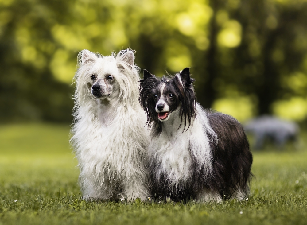 Loomes & Rapunzel 11 July 2025 Loomes & Rapunzel 11 July 2025