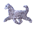 Chinese Crested powderpuff